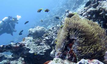 underwater view of a large rock
