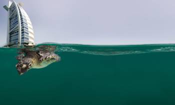 Turtle rehabilitation