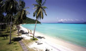 a row of palm trees on a beach near a body of water