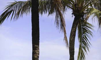 a person standing next to a palm tree