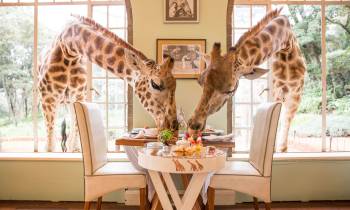 a person feeding a giraffe