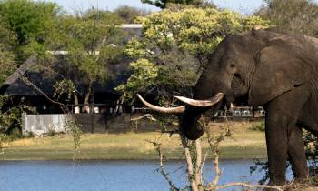 a small elephant standing next to a body of water