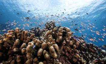 House reef