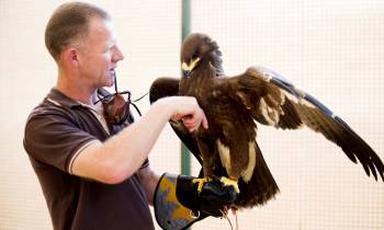 Falconry