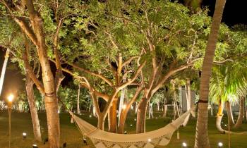 a group of palm trees next to a tree