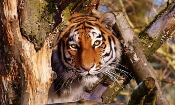 a tiger sitting on the branch of a tree