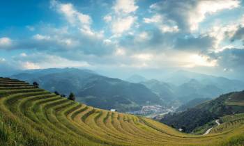 Bali rice fields