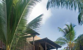 a house with bushes in front of a palm tree