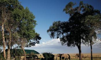 a herd of giraffe standing next to a tree