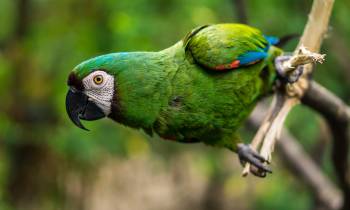 Guacamaya