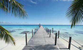 a row of palm trees on a beach near a body of water