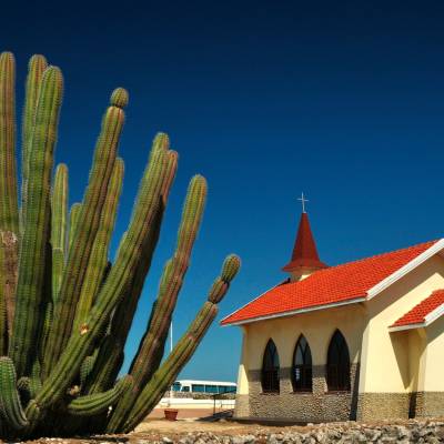 a close up of a cactus