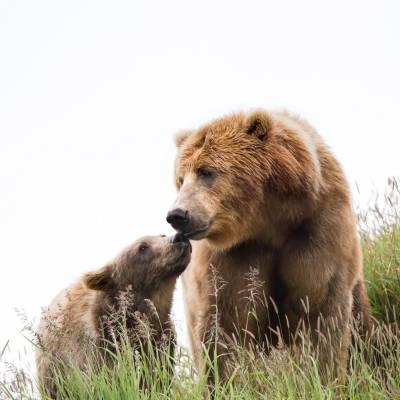 a large brown bear walking across a grass covered field