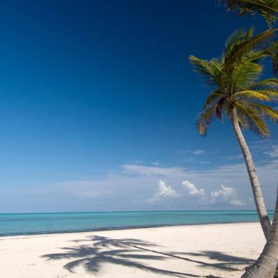 a beach with a palm tree