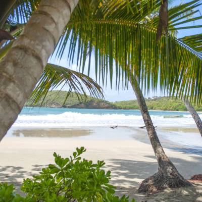 a beach with a palm tree