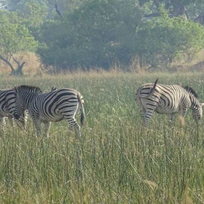 Zebra in Botswana