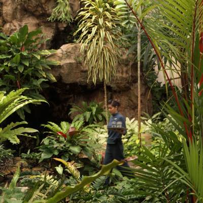 a plant in a garden