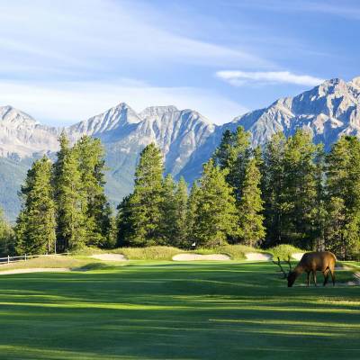 a horse grazing in a field with a mountain in the background