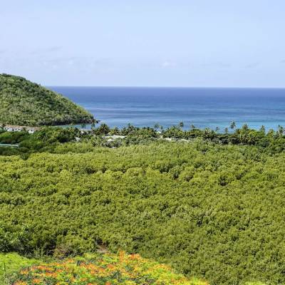 View from the forest