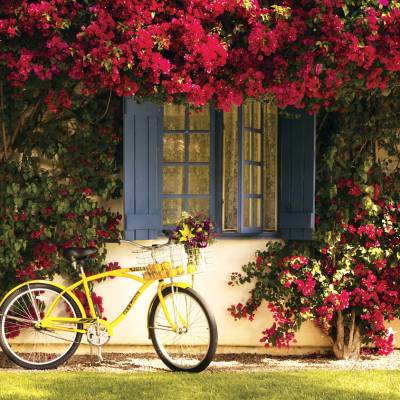 a bicycle parked in front of a yellow flower