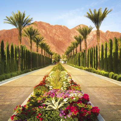a path surrounded by palm trees