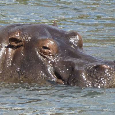 Hippo
