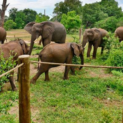 Elephant encounters