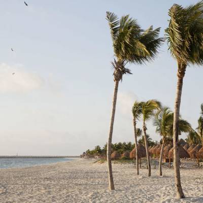 a beach with a palm tree
