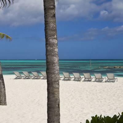 a group of palm trees on a beach