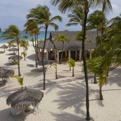 a beach with a palm tree