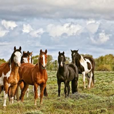 Stock horses