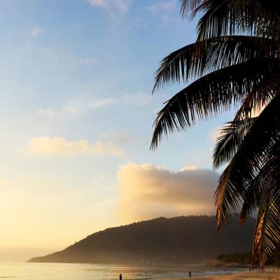 a group of palm trees next to a body of water