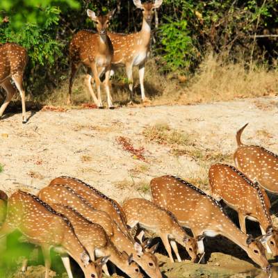 Deer in Yala