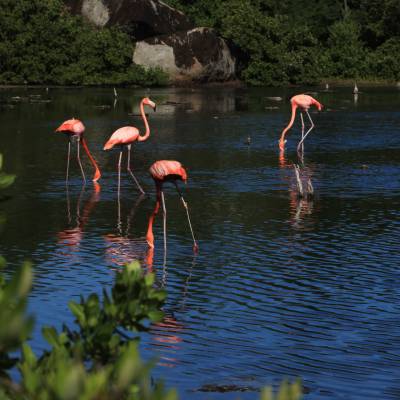 a bird standing next to a body of water