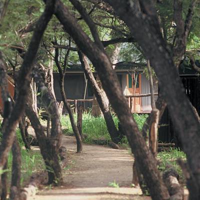 a giraffe standing in the shade of a tree
