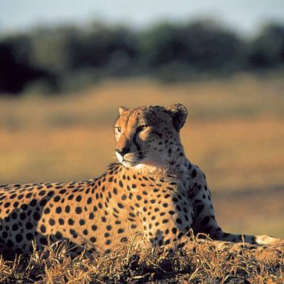 a leopard standing on a field