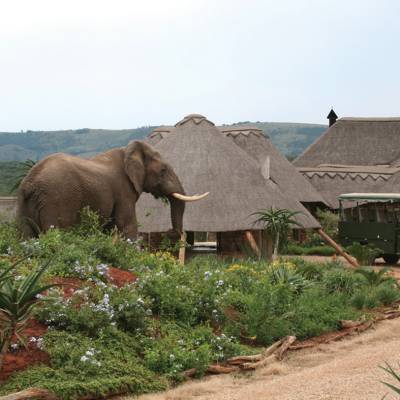 a elephant that is standing in the dirt