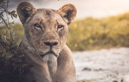 a lion looking at the camera
