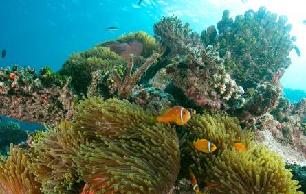 underwater view of a coral
