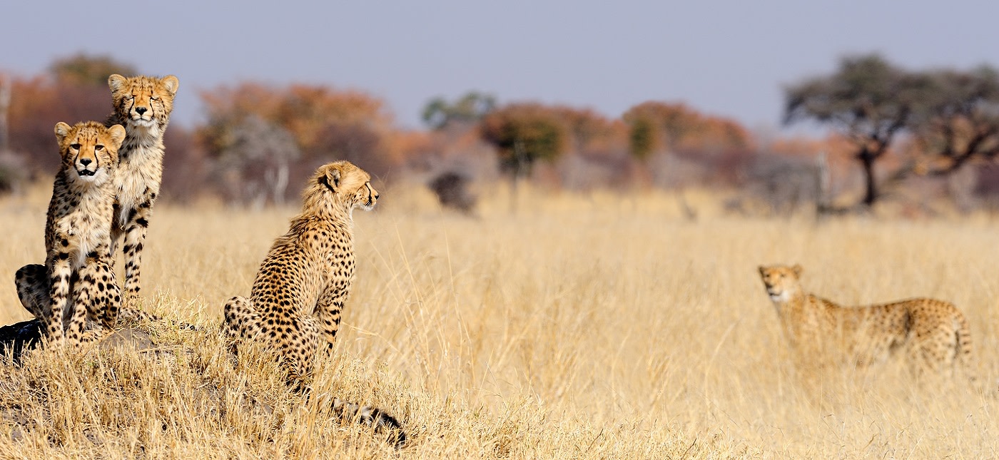 Cheetah cubs on termite mount