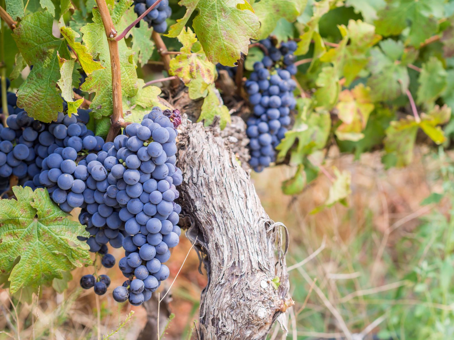 Auf Südafrika Rundreisen sollten Sie unbedingt die köstlichen Weine des Landes kosten