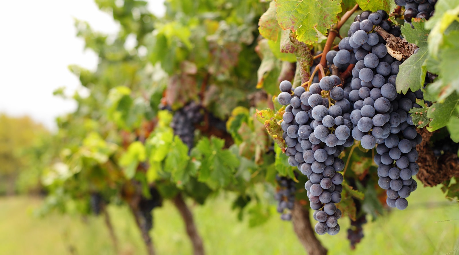 Enchanting Travels View of vineyard row with bunches of ripe red wine grapes Plantations and Vineyards