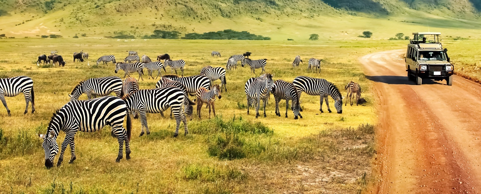 Enchanting Travels Africa Tours Wild nature of Africa. Zebras against mountains and clouds. Safari in Ngorongoro Crater National park. Tanzania