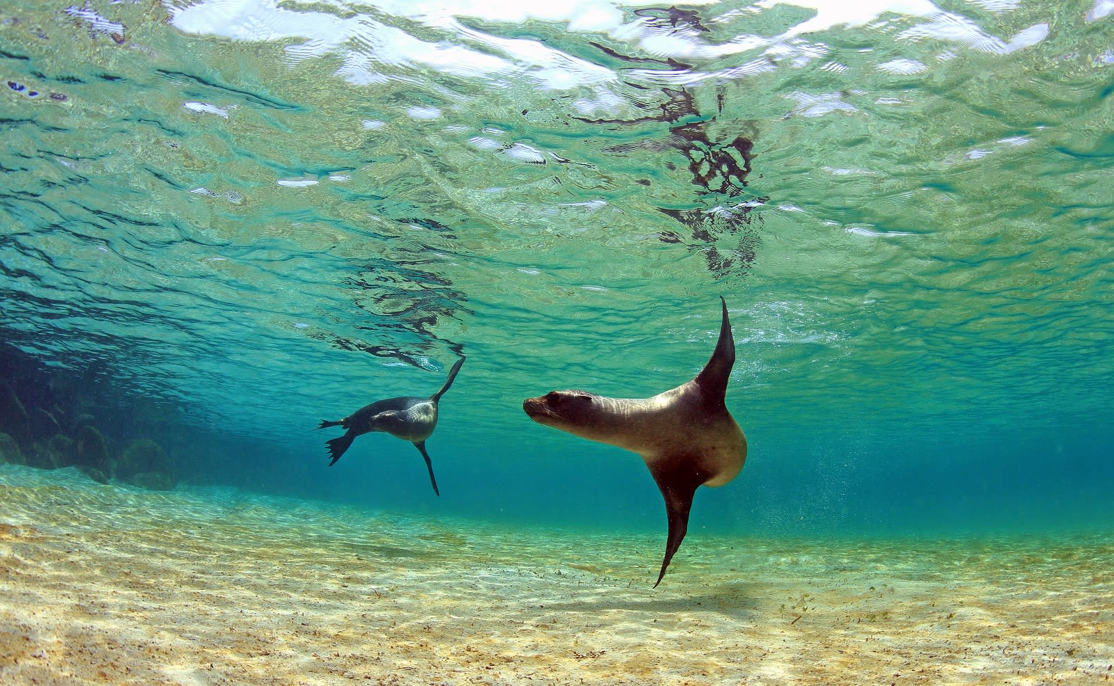Sea lion swimming underwater in tidal lagoon in the Galapagos Islands Sea lion swimming underwater in tidal lagoon in the Galapagos Islands