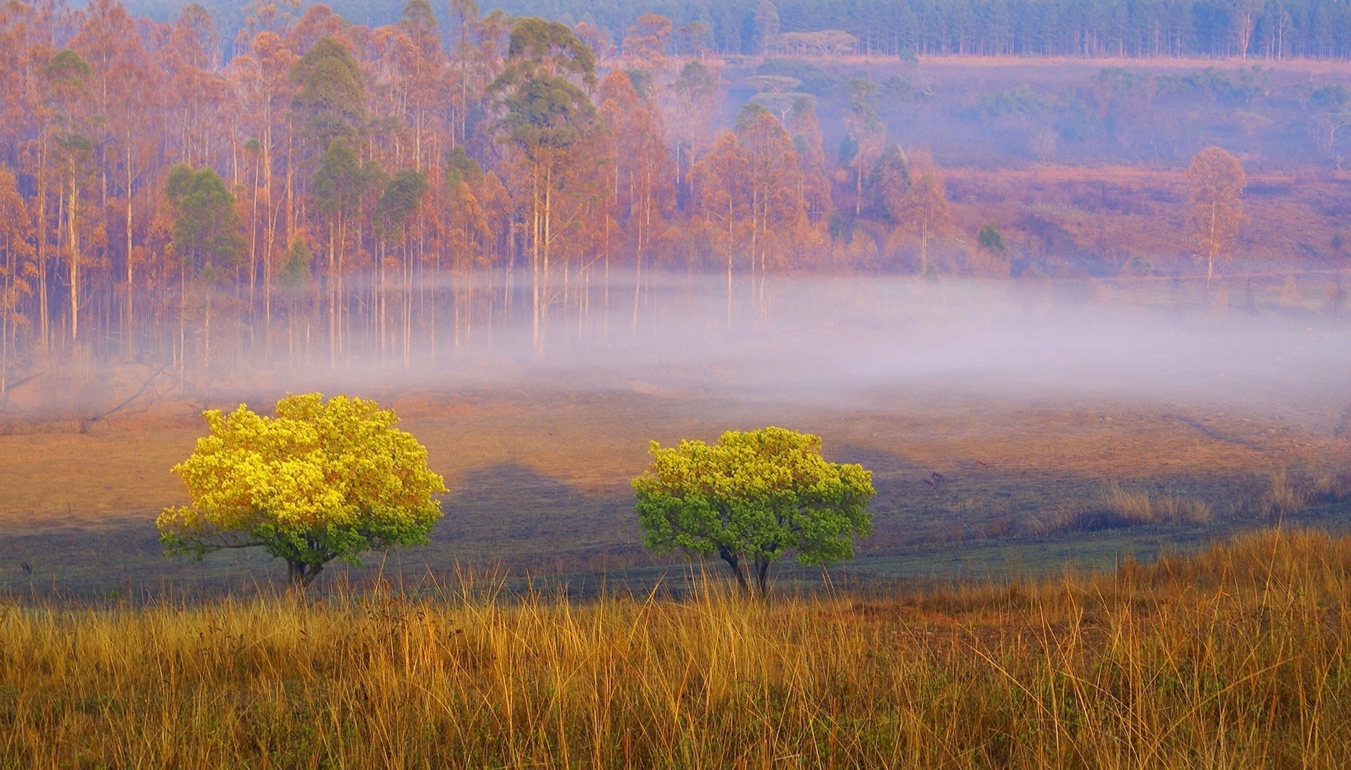 Swasiland2