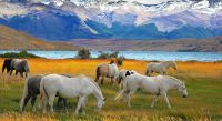 Horses Grazing in Torres del Paine, Chile