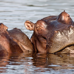 Nilpferde erfrischen sich im Wasser im Liwonde Nationalpark