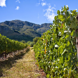 Tales of the Great Grape: It’s Wine Tour Time!