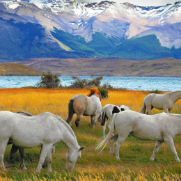 Horses Grazing in Torres del Paine, Chile