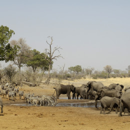 African elephant drinking at waterhole with zebra Savuti & Linyanti Botswana Africa Safari tour